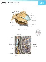 Sobotta Atlas of Human Anatomy  Head,Neck,Upper Limb Volume1 2006, page 94